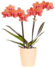 Orchidee im Angebot bei Kaufland in Recklinghausen Orchidee Angebote bei Kaufland Recklinghausen für 9,99 €