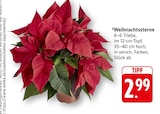 Aktuelle Pflanzen Angebote bei EDEKA in Heidelberg Aktuelles Weihnachtssterne Angebot bei EDEKA in Heidelberg ab 2,99 €