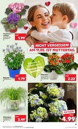 Katzengras Angebot im aktuellen Kaufland Prospekt auf Seite 38