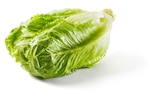 Kopfsalat mit Wurzel im Angebot bei Lidl in Bremen Kopfsalat mit Wurzel Angebote bei Lidl Bremen für 1,39 €