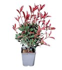 Plante d'extérieur Photinia en pot de 5 L en promo chez Castorama Le Havre à 14,90 €