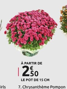 Chrysanthèmes - Mr Bricolage Chrysanthèmes à 2,50 € dans le catalogue Mr Bricolage "À ce prix-là, c'est la fête des économies !"