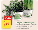 Cubaguu oder Katzengras für 2,99 € bei Fressnapf im Angebot Cubaguu oder Katzengras im aktuellen Fressnapf Prospekt