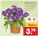 Glockenblume Angebote bei Netto Marken-Discount Flensburg für 3,79 €