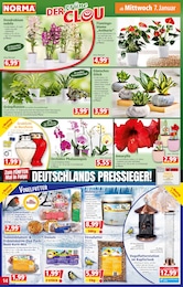 Silvesterfeuerwerk Angebot im aktuellen Norma Prospekt auf Seite 14