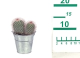 Kakteen/Sukkulenten im Zinkeimer von  im aktuellen Lidl Prospekt für 1,99 €