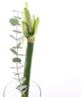 Aktuelles Amaryllis Angebot bei Marktkauf in Hamburg ab 2,99 €