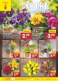 Netto Marken-Discount Deko Blumen im Prospekt 