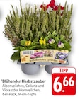 Aktuelle Pflanzen Angebote bei EDEKA in Saarbrücken Aktuelles Blühender Herbstzauber Alpenveilchen Angebot bei EDEKA in Saarbrücken ab 6,66 €
