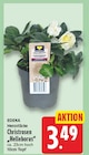 Christrosen „Helleborus“ im Angebot bei nah und gut in Minden Christrosen „Helleborus“ Angebote von EDEKA Herzstücke bei nah und gut Minden für 3,49 €