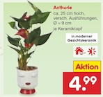Aktuelles Anthurie Angebot bei Netto Marken-Discount in Mannheim ab 4,99 €