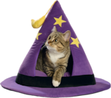 Halloween Kratzbrett Rechteck von FIT+FUN für 1,99 € bei Fressnapf im Angebot Halloween Kratzbrett Rechteck von FIT+FUN im aktuellen Fressnapf Prospekt