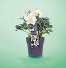 Hellebore pot 12 cm en promo chez Netto Clermont-Ferrand à 4,99 €