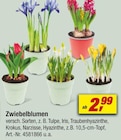 Zwiebelblumen bei toom Baumarkt im Rheinfelden Prospekt für 2,99 €