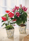 Plante fleurie Anthurium dans le catalogue Intermarché Super