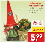 Herbstgnom mit Kalanchoe im Angebot bei Netto Marken-Discount in Bremerhaven Herbstgnom mit Kalanchoe Angebote bei Netto Marken-Discount Bremerhaven für 5,99 €