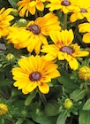 Sonnenhut "Rudbeckia" für 12,95 € bei Hornbach im Angebot Sonnenhut "Rudbeckia" im aktuellen Hornbach Prospekt