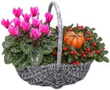 Herbstgefäß bepflanzt im REWE Prospekt Herbstgefäß bepflanzt von im aktuellen REWE Prospekt für 9,99 €