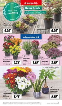 46+ Blumen Angebote Lidl, Bei lidl finden sie eine große auswahl an