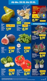 Grabpflege im Lidl Prospekt in Görlitz Aktueller Lidl Prospekt mit Grabpflege, "LIDL LOHNT SICH", Seite 3