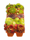 Hauswurz Sempervivum Mix im Angebot bei Netto Marken-Discount in Wesel Hauswurz Sempervivum Mix Angebote bei Netto Marken-Discount Wesel für 5,99 €