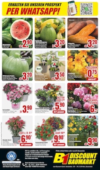 Gartenpflanzen im B1 Discount Baumarkt Prospekt "BESTPREISE DER WOCHE!" mit 8 Seiten (Kiel)