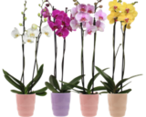 Aktuelle Pflanzen Angebote bei GLOBUS in Erfurt Aktuelles Phalaenopsis Angebot bei GLOBUS in Erfurt ab 12,99 €
