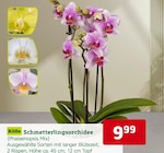 Schmetterlingsorchidee im Angebot bei Pflanzen Kölle in Hamburg Schmetterlingsorchidee Angebote von Kölle bei Pflanzen Kölle Hamburg für 9,99 €