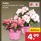 Azalee  im aktuellen Netto Marken-Discount Prospekt für 4,99 €