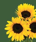 Sonnenblumen Strauß für 4,99 € bei EDEKA im Angebot Sonnenblumen Strauß im aktuellen EDEKA Prospekt