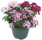 Aktuelle Pflanzen Angebote bei REWE in Bielefeld Aktuelles Chrysantheme Trio Pink Cadillac Angebot bei REWE in Bielefeld ab 2,29 €
