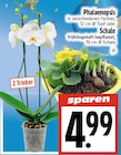 Phalaenopsis bei EDEKA im Beselich Prospekt für 4,99 €