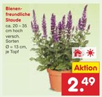 Bienenfreundliche Staude im Angebot bei Netto Marken-Discount in Lahr Bienenfreundliche Staude Angebote bei Netto Marken-Discount Lahr für 2,49 €