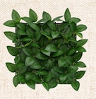 Promo Panneau végétal artifi ciel à 3,99 € dans le catalogue B&M à Saint-Brice-Courcelles