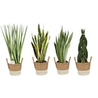 Sansevieria  en panier dans le catalogue Carrefour