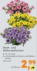 Beet- und Balkonpflanzen für 2,99 € bei Globus-Baumarkt im Angebot Beet- und Balkonpflanzen im aktuellen Globus-Baumarkt Prospekt