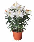 Lidl - Lilien orientalisch Angebot im Prospekt Lilien orientalisch bei Lidl im Prospekt "" für 6,99 €