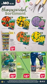 Aktueller Netto mit dem Scottie Prospekt mit Blumenzwiebeln, "Günstig. Besser. Für Dich.", Seite 18