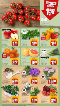 Hortensie im aktuellen REWE Prospekt (Rostock) Hortensie im REWE Prospekt "Dein Markt" mit 34 Seiten (Rostock)