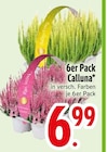 Calluna im EDEKA Prospekt Calluna von im aktuellen EDEKA Prospekt für 6,99 €