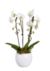 Orchidée arceau et cascade en promo chez Lidl Toulouse à 17,99 €