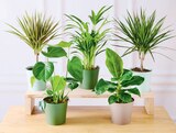 Plante verte - Super U à Strasbourg Plante verte en promo chez Super U Strasbourg à 9,99 €