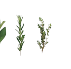 Schweinebraten XXL Angebote von K-PURLAND bei Kaufland Köln für 4,49 €