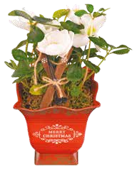 Christrose im Zinktopf* bei NETTO mit dem Scottie in Potsdam Christrose im Zinktopf* im Angebot bei NETTO mit dem Scottie Potsdam für 5,99 €