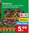 Aktuelles Blühpflanzen Angebot bei Netto Marken-Discount in Freiburg (Breisgau) ab 5,99 €