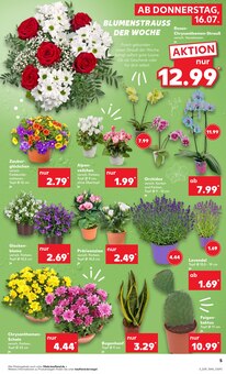 Pflanzen im aktuellen Kaufland Prospekt (Bremen) Pflanzen im Kaufland Prospekt "Hier bin ich richtig" mit 65 Seiten (Bremen)