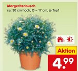 Aktuelle Blumen Angebote bei Netto Marken-Discount in Nürnberg Aktuelles Margeritenbusch Angebot bei Netto Marken-Discount in Nürnberg ab 4,99 €