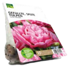 Gefüllte Späte Tulpen Tulipa 'Aveyron' Angebote von Grün Erleben bei ROSENGUT Langerwisch Potsdam für 5,99 €