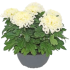 Aktuelles Chrysanthemen Angebot bei Kaufland in Augsburg ab 1,99 €