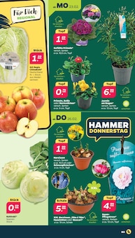Pflanzen im aktuellen Netto mit dem Scottie Prospekt (Rostock) Pflanzen im Netto mit dem Scottie Prospekt "Günstig. Besser. Für Dich." mit 42 Seiten (Rostock)
